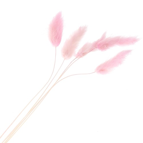 Dried Lagurus - pink - for flower arrangement x5 stems