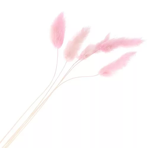 Dried Lagurus - pink - for flower arrangement x5 stems