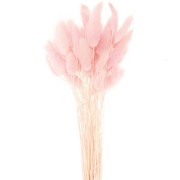 Dried Lagurus - pink - for flower arrangement x5 stems