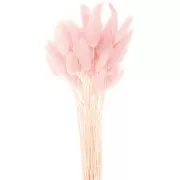 Dried Lagurus - pink - for flower arrangement x5 stems