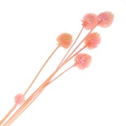Dried Japanese Carderia - pink - for floral arrangements x5 stems