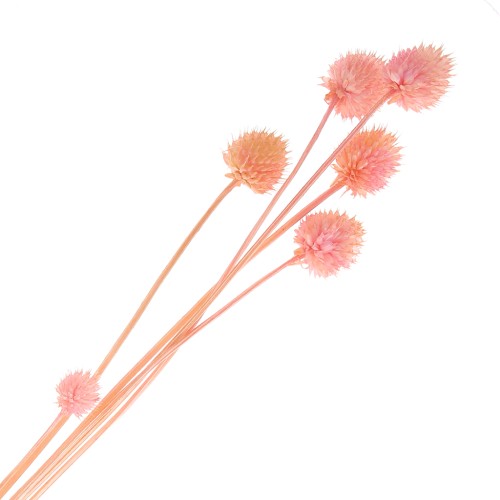 Dried Japanese Carderia - pink - for floral arrangements x5 stems