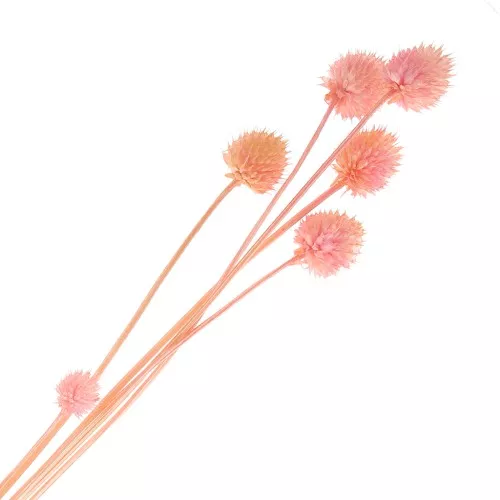 Dried Japanese Carderia - pink - for floral arrangements x5 stems