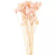 Dried Japanese Carderia - pink - for floral arrangements x5 stems