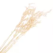 Natural dried oats for flower arrangement x5 stems