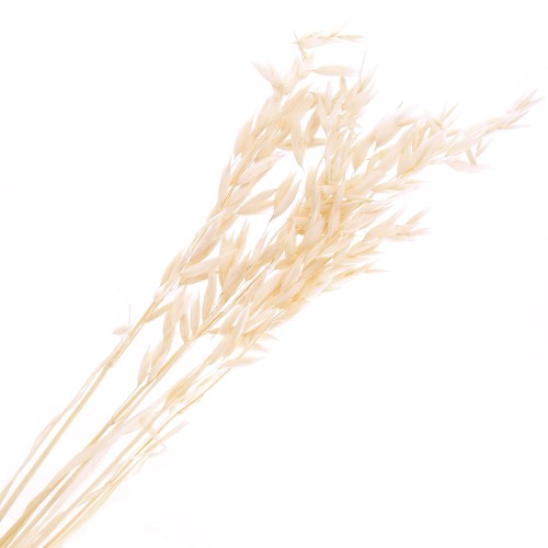 Natural dried oats for flower arrangement x5 stems