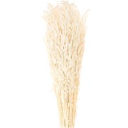 Natural dried oats for flower arrangement x5 stems