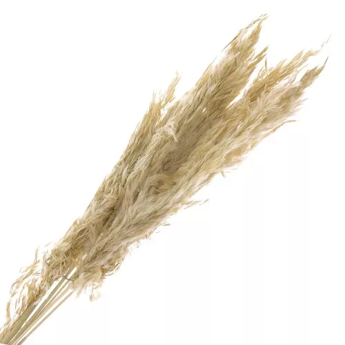 Dried natural pampas grass for flower arrangement x6 stems