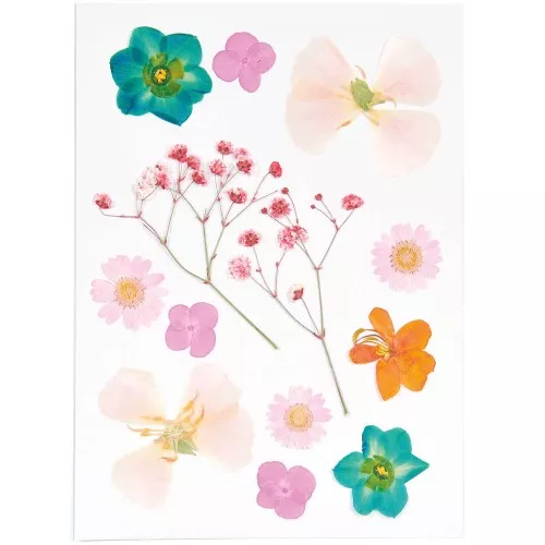 Assortment of Dried & pressed flowers on board - Mix Orange - Turquoisex1