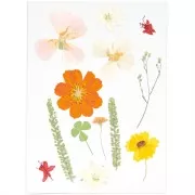 Assortment of Dried & pressed flowers on board - Mix nature Orange x1