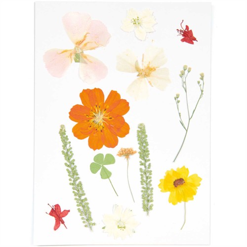 Assortment of Dried & pressed flowers on board - Mix nature Orange x1