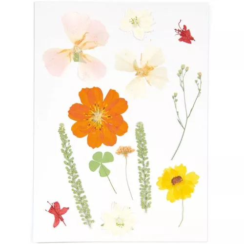 Assortment of Dried & pressed flowers on board - Mix nature Orange x1