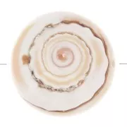 17mm Shell Bead - Natural x1