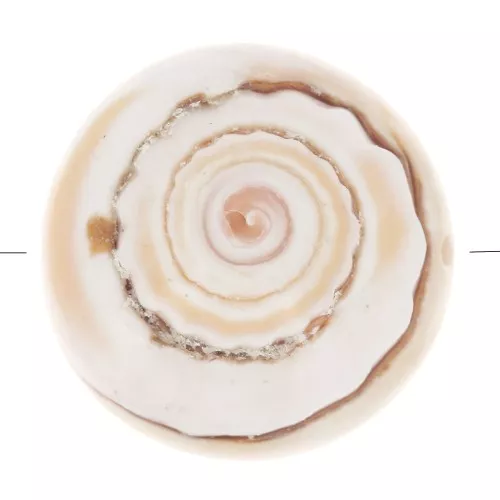 17mm Shell Bead - Natural x1