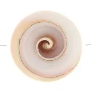 17mm Shell Bead - Natural x1