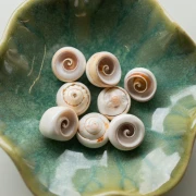 17mm Shell Bead - Natural x1