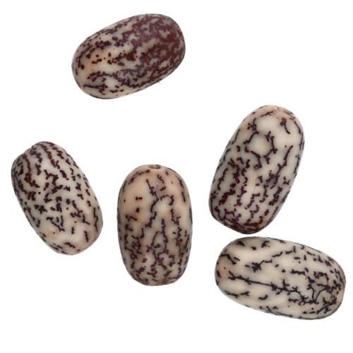 Betel nut olives 15x10mm Natural x 5