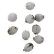 Job's tears seeds 10mm Natural x 10|raw }}