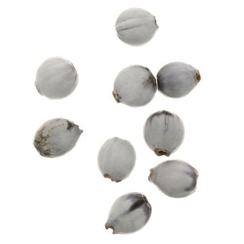 Job's tears seeds 10mm Natural x 10