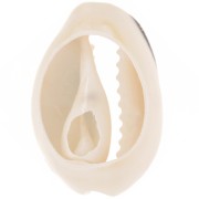 18 to 20mm Cauri shells with epoxy resin - Natural - Black glitter x1