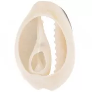 18 to 20mm Cauri shells with epoxy resin - Natural - Black glitter x1