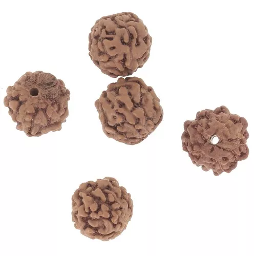 6.5mm Natural seed beads Rudraksha shiva tears x20