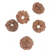  Graines naturelles de Rudraksha