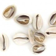 Set of half natural Puka shells x 10|raw }}