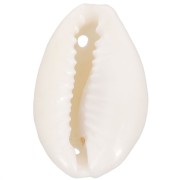 19 to 22mm Assortment of Cauri shell spacers - Natural x10