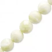 Natural White Shell Beads 6mm x15