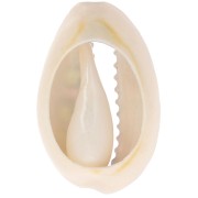 18-23mm Cauri shell leopard print Light green - Candy pink - Black x1