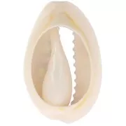 18-23mm Cauri shell leopard print Light green - Candy pink - Black x1