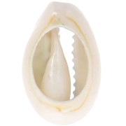 18-23mm Cauri shell leopard print - Light blue - Black x1