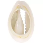 18-23mm Cauri shell leopard print - Light blue - Black x1