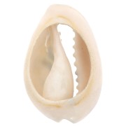 18-23mm Cauri shell leopard print - Yellow - Ochre - Black x1