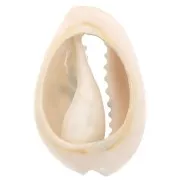 18-23mm Cauri shell leopard print - Yellow - Ochre - Black x1