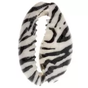 18-23mm Cauri shell zebra print - Ecru - Black x1