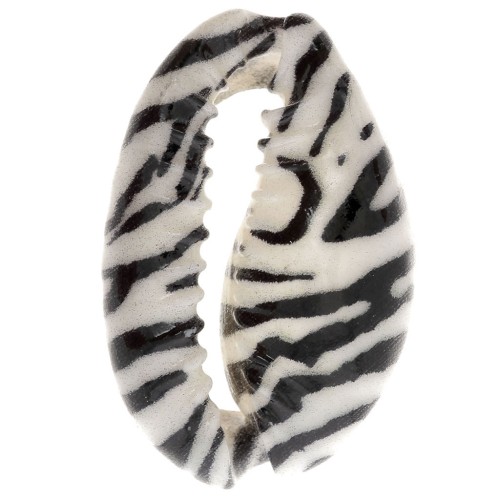 18-23mm Cauri shell zebra print - Ecru - Black x1