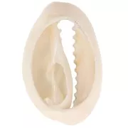 18-23mm Cauri shell zebra print - Ecru - Black x1