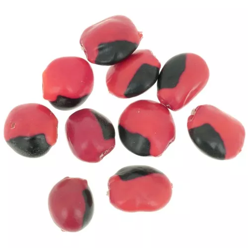 10mm South American huaeruro seeds - Natural x 10