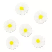 Cabochon daisy 13mm whitex10