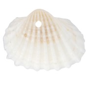 16x20mm Shell pendants - Natural x4|raw }}