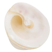 10x14mm Shell cone beads - Natural x4