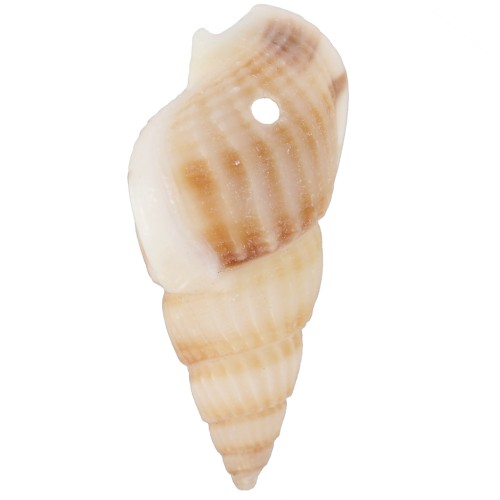 18 to 21mm Spiral pierced shells - Natural x10