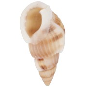 18 to 21mm Spiral pierced shells - Natural x10