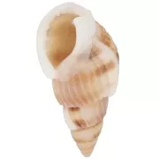 18 to 21mm Spiral pierced shells - Natural x10