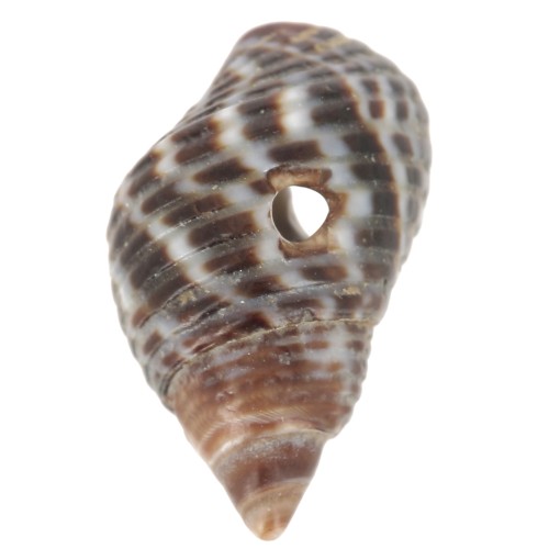 11 to 13mm Spiral pierced shells - Natural - Brown x10