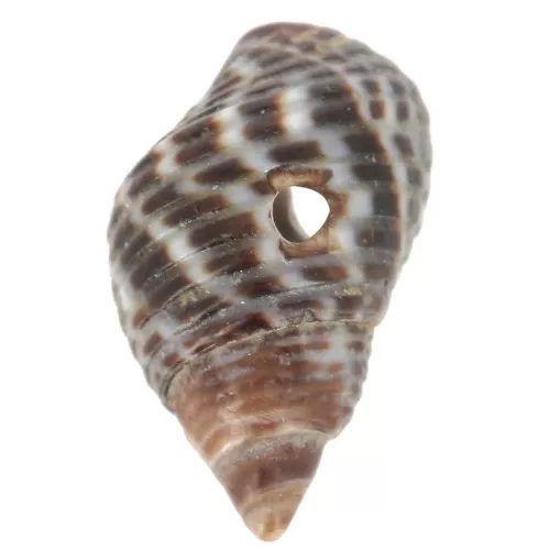 11 to 13mm Spiral pierced shells - Natural - Brown x10