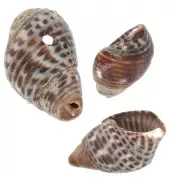 11 to 13mm Spiral pierced shells - Natural - Brown x10