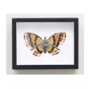 10 leçons pour apprendre la broderie or - 20 créations pour se lancer x1